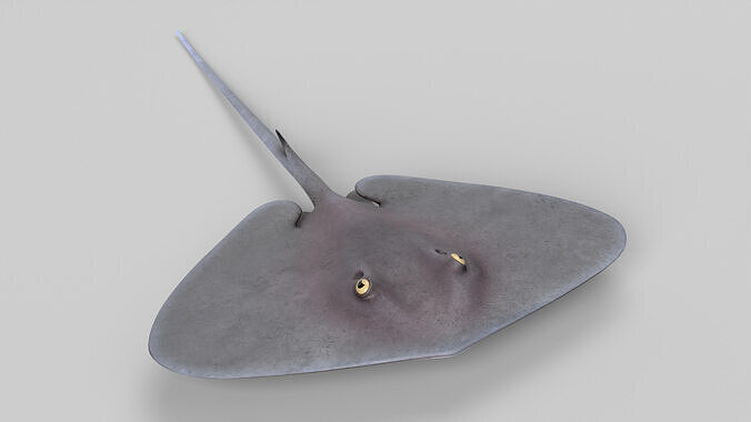 Stingray 3D model