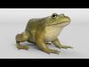 Animated Frog Collection _1