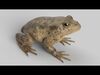 Animated Frog Collection _3