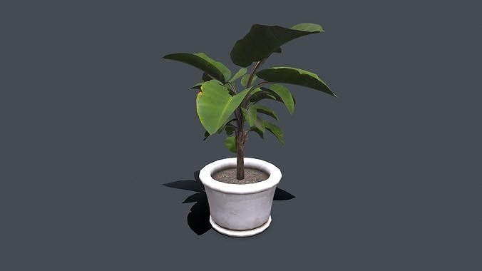 Indoor Plant Low-poly PBR Low-poly 3D model