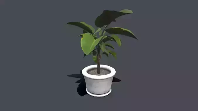 Indoor Plant Low-poly PBR