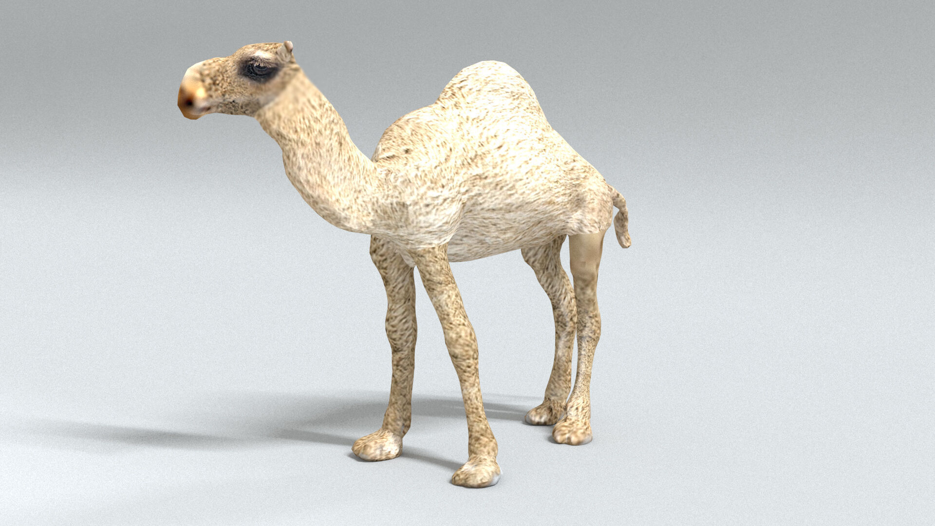 laos Dromedary 3D model_4