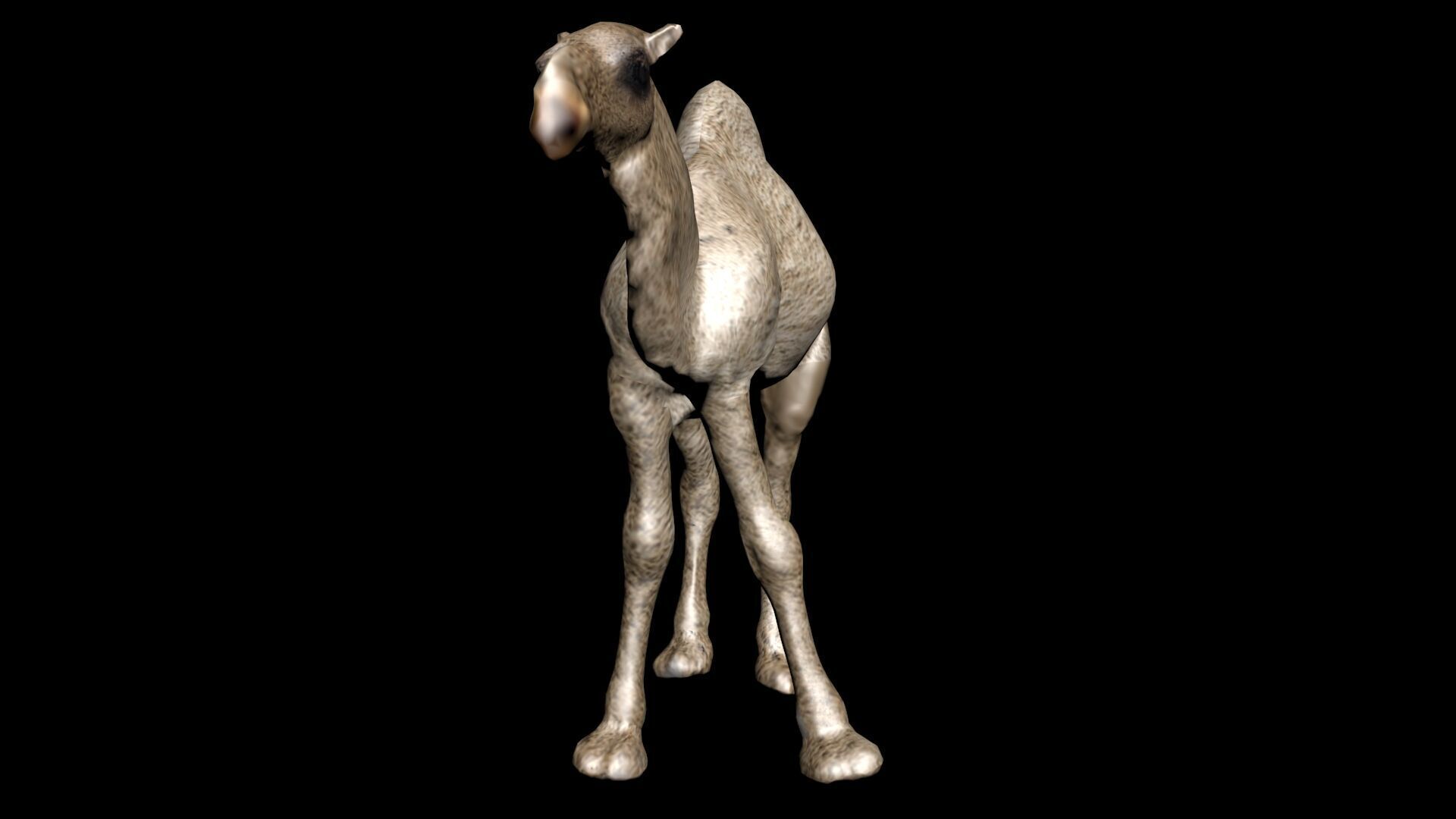 laos Dromedary 3D model_1