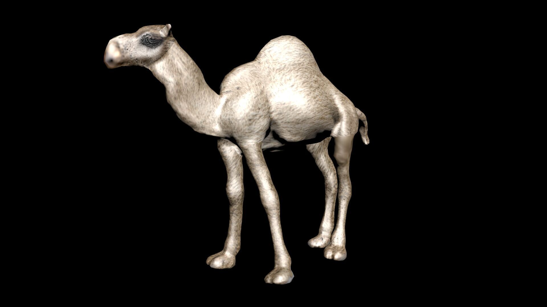 laos Dromedary 3D model_5