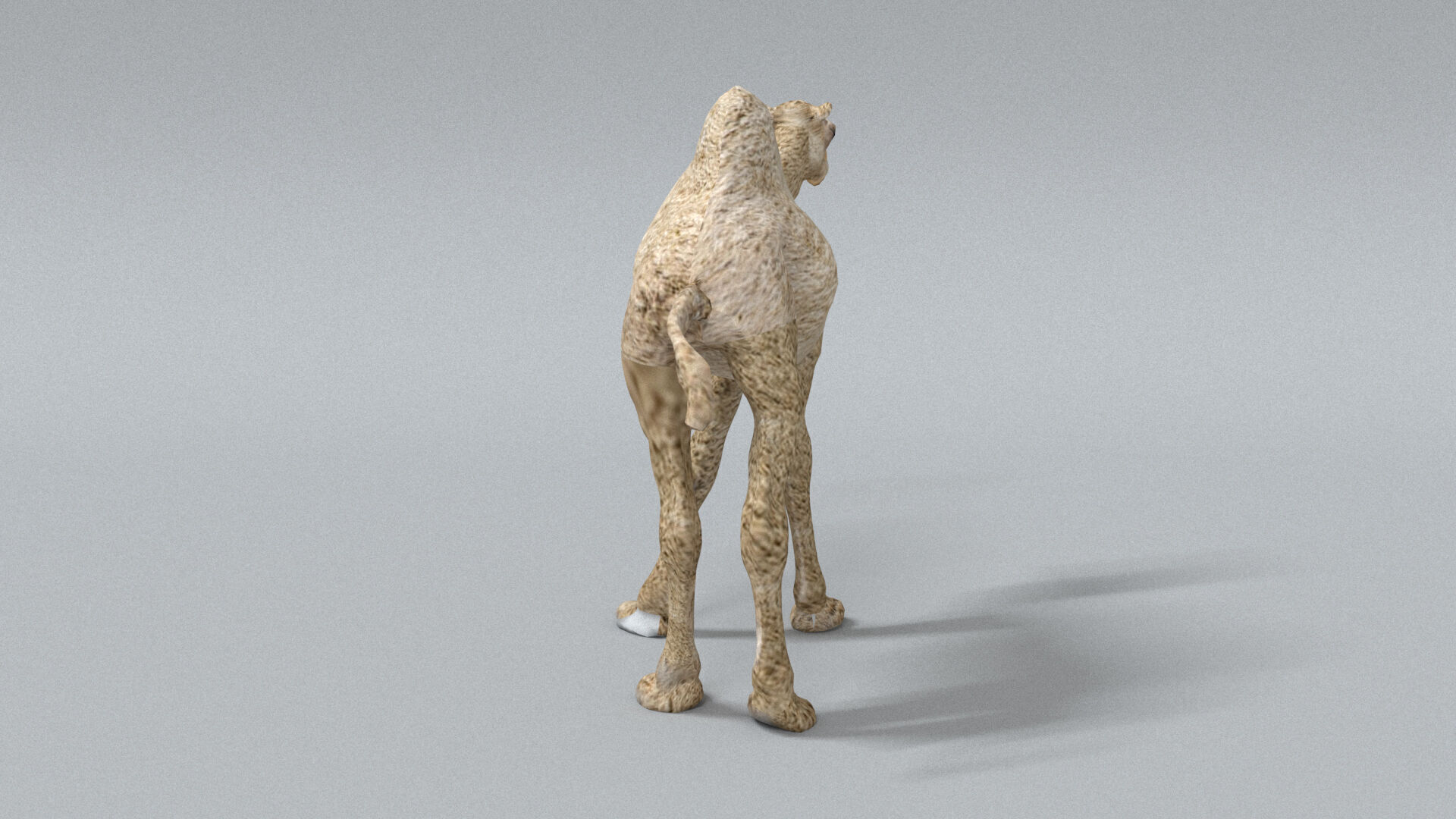 laos Dromedary 3D model_6