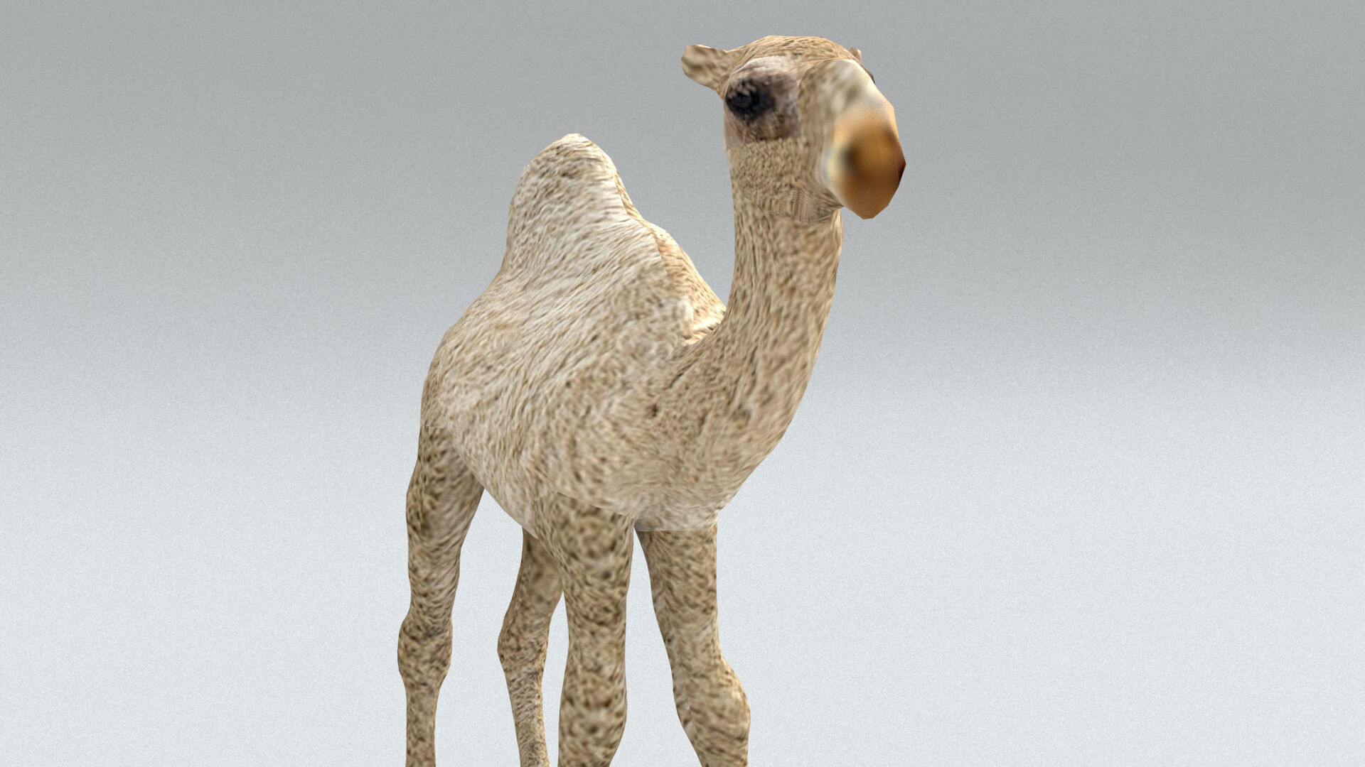 laos Dromedary 3D model_8