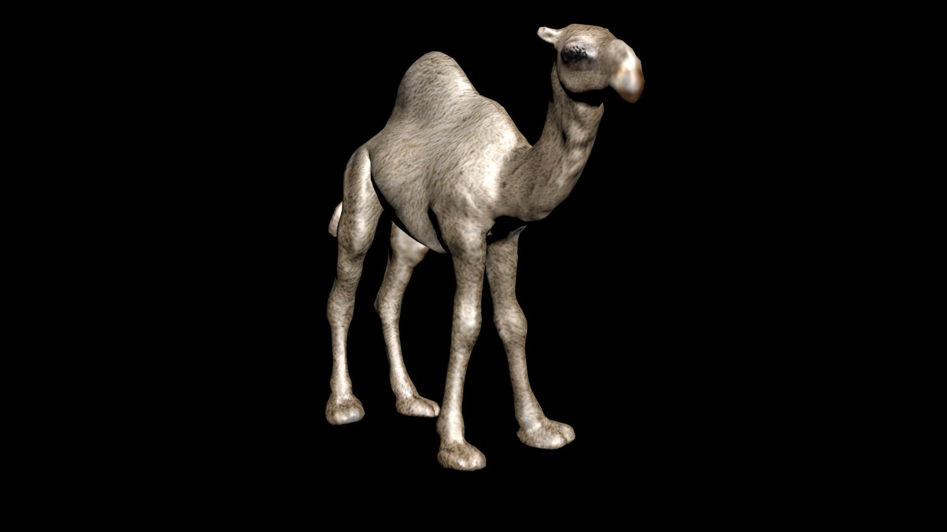 laos Dromedary 3D model_3
