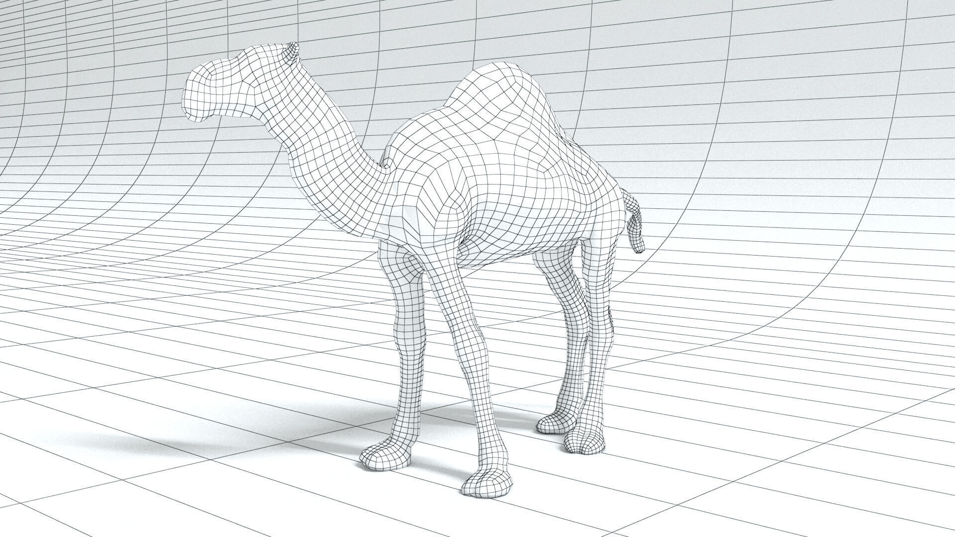 laos Dromedary 3D model_12