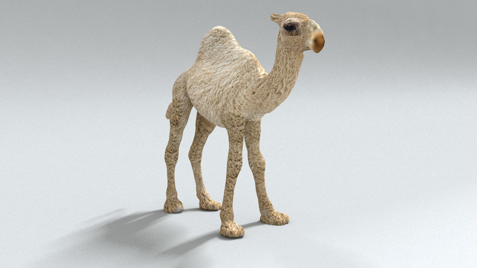 laos Dromedary 3D model_2