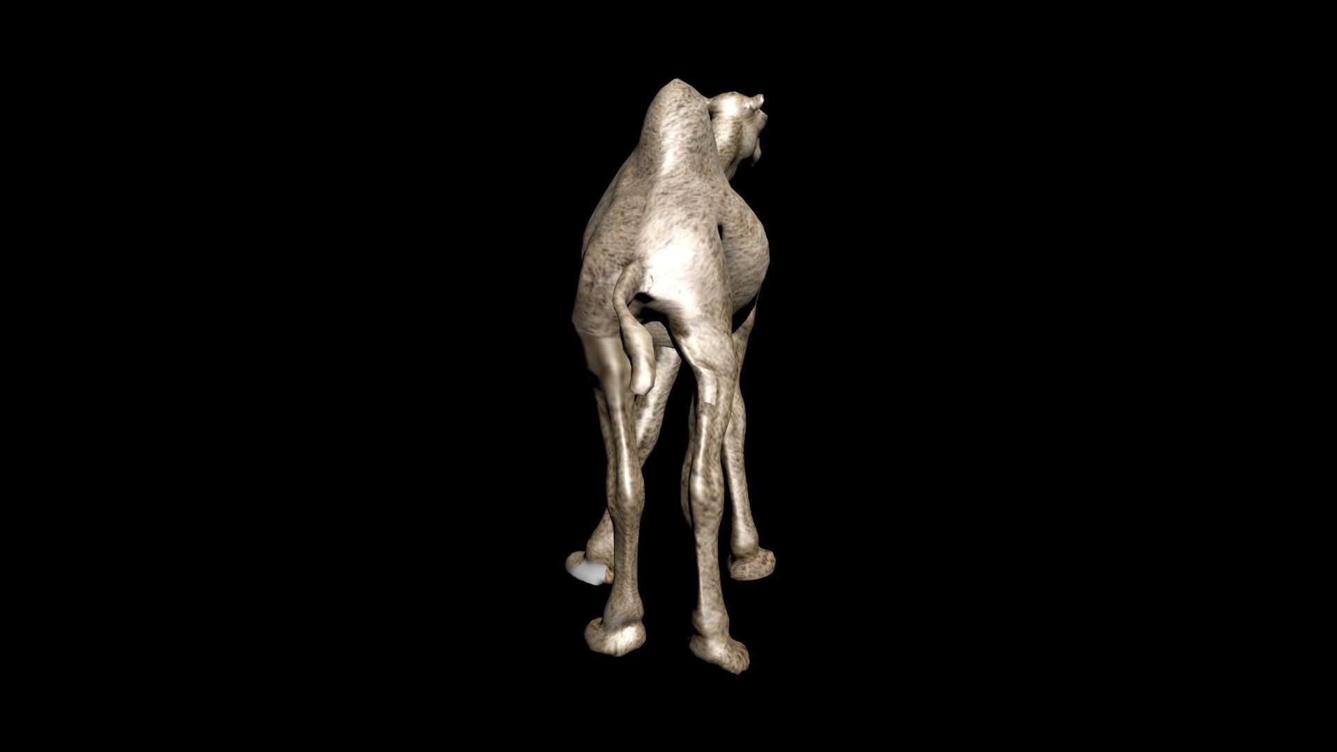 laos Dromedary 3D model_7