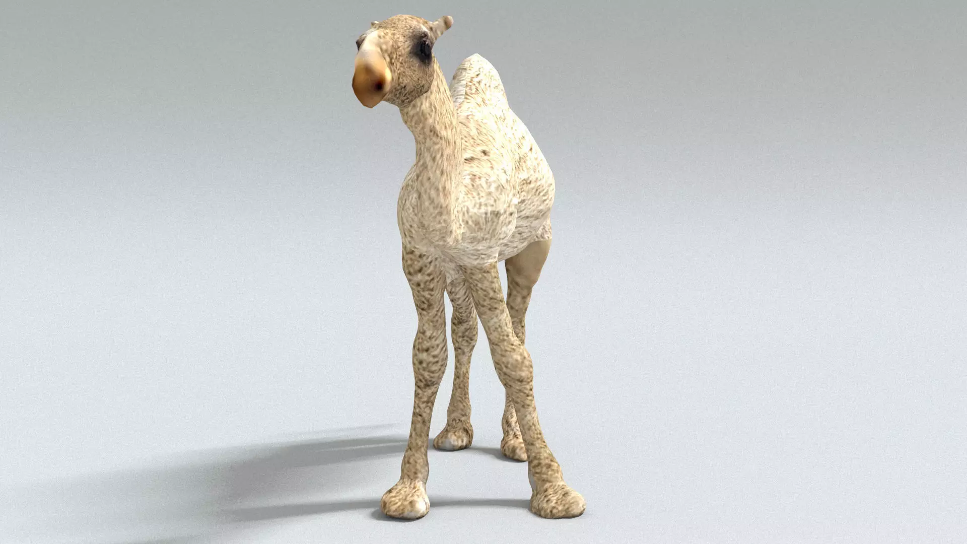 laos Dromedary 3D model_0