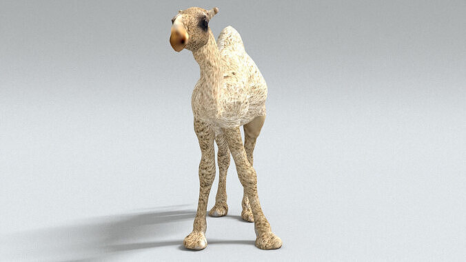 laos Dromedary 3D model