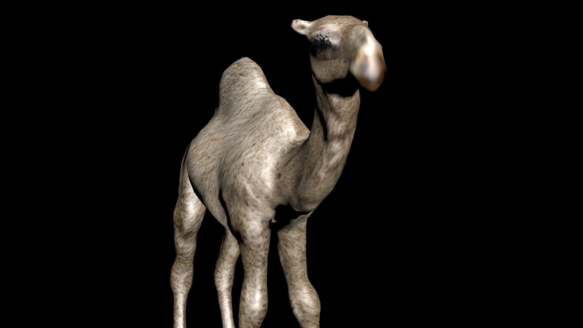 laos Dromedary 3D model_9