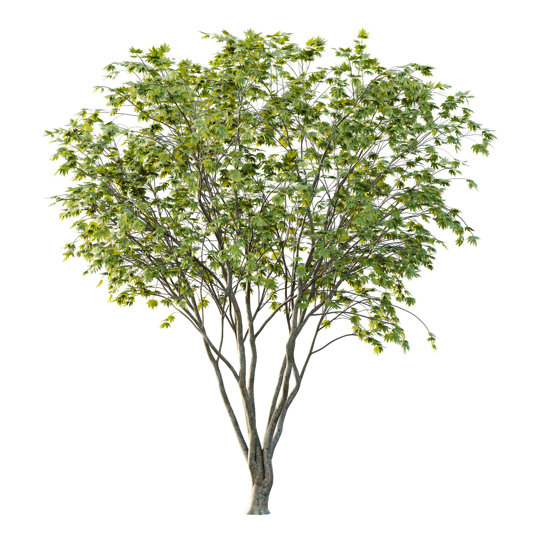 Acer Pseudoplatanus spring trees 01 3D model_3