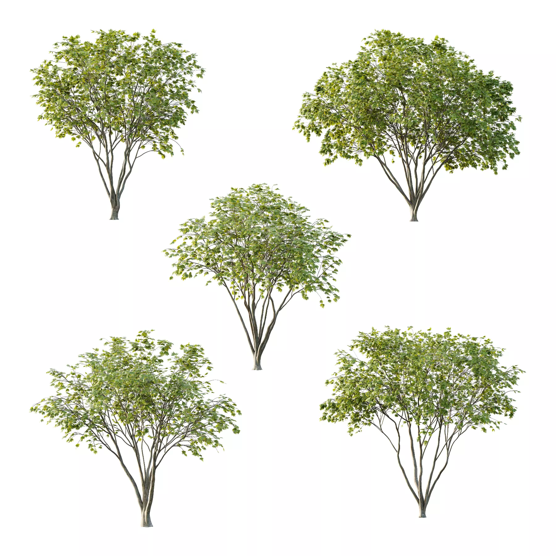 Acer Pseudoplatanus spring trees 01 3D model_0