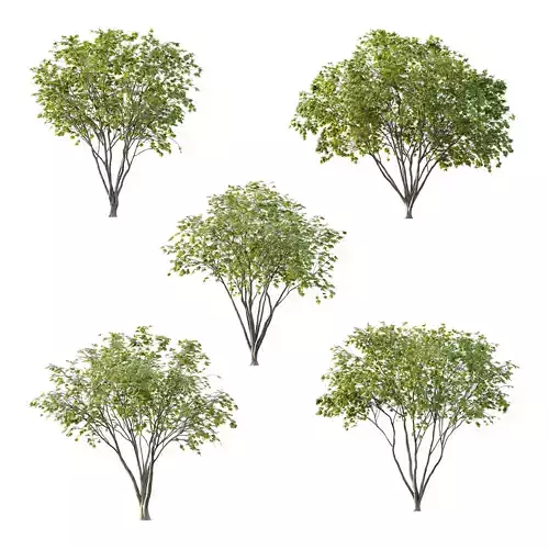 Acer Pseudoplatanus spring trees 01 3D model Acer Pseudoplatanus spring trees 01 3D model