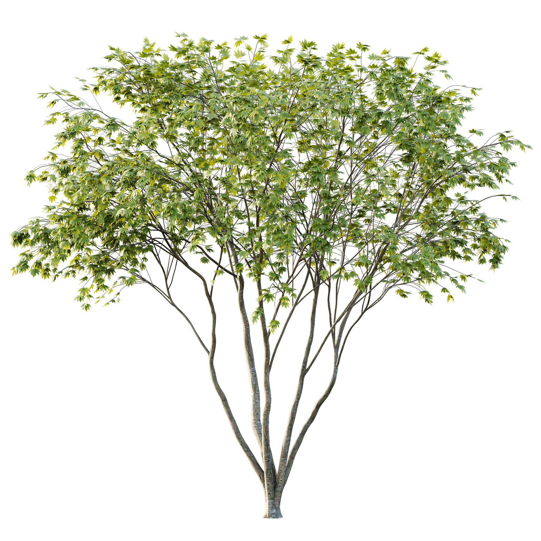 Acer Pseudoplatanus spring trees 01 3D model_5