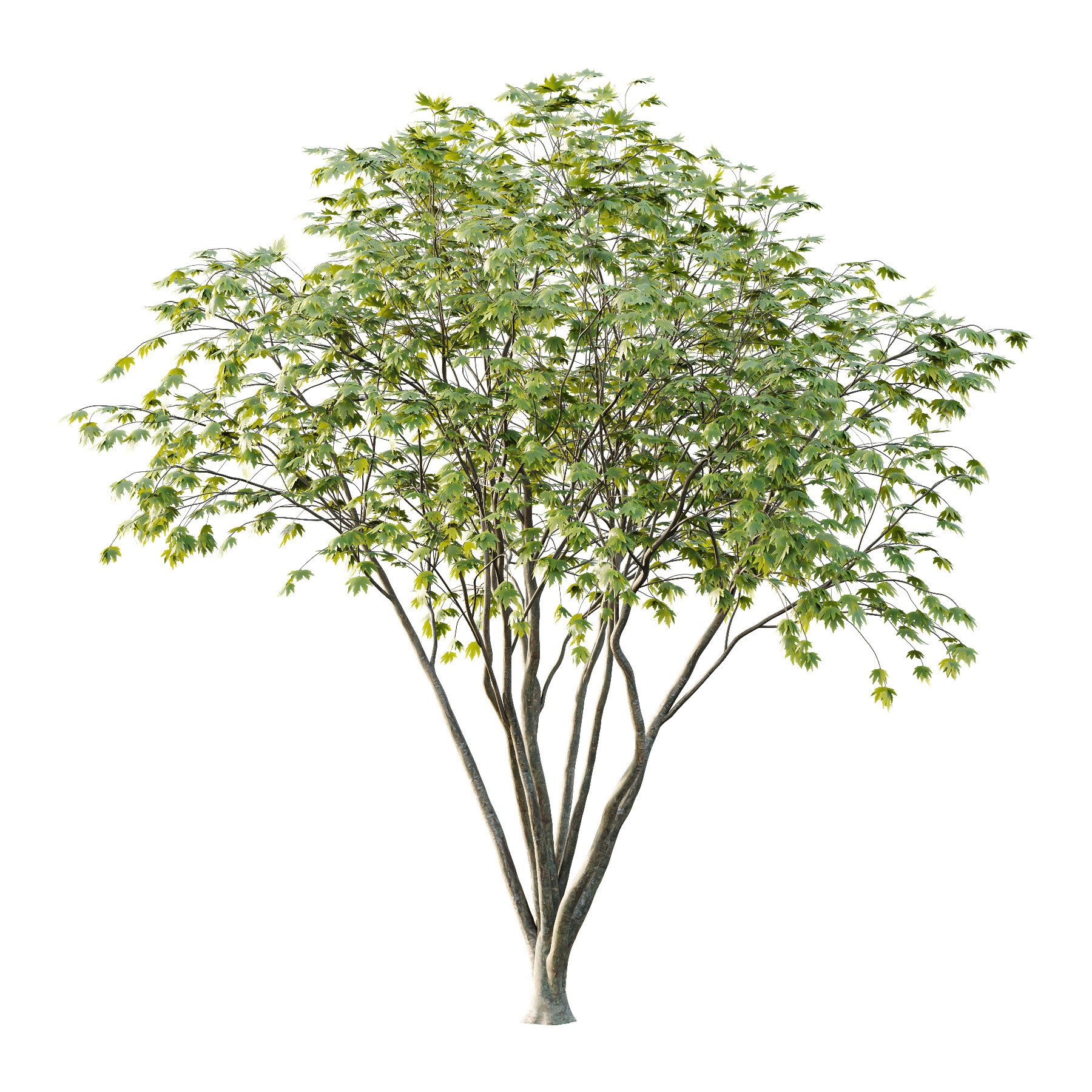 Acer Pseudoplatanus spring trees 01 3D model_2