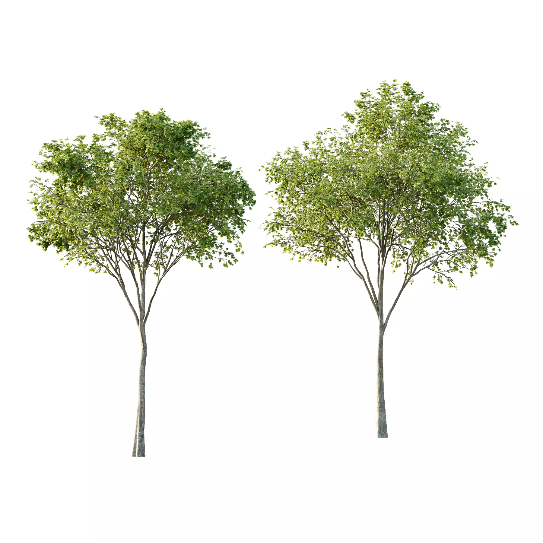 Acer Pseudoplatanus spring trees 02 3D model_0