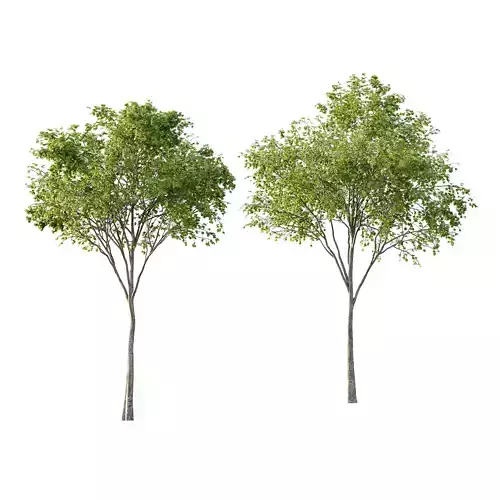 Acer Pseudoplatanus spring trees 02