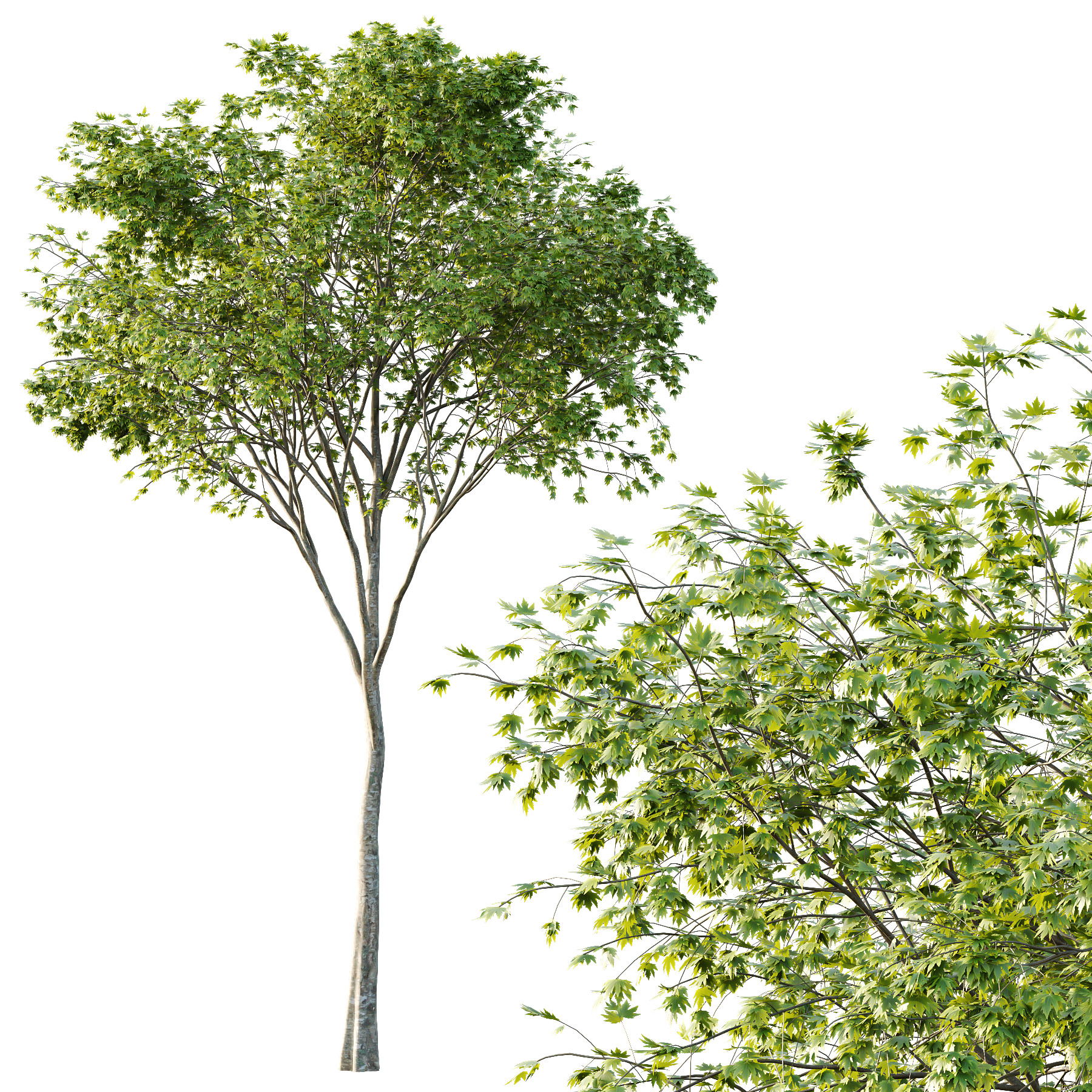 Acer Pseudoplatanus spring trees 02 3D model_2