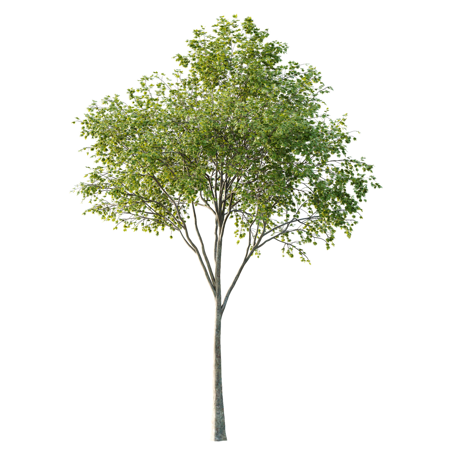 Acer Pseudoplatanus spring trees 02 3D model_1