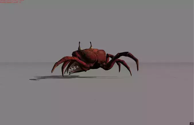 Crab Animal 