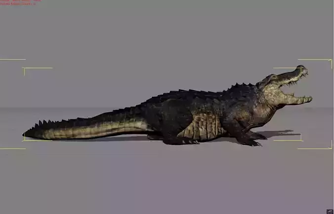 Crocodile Animal