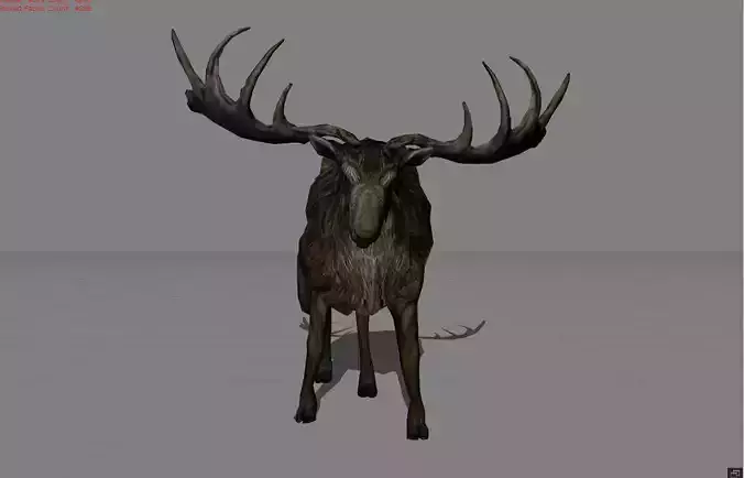 Deer Animal 