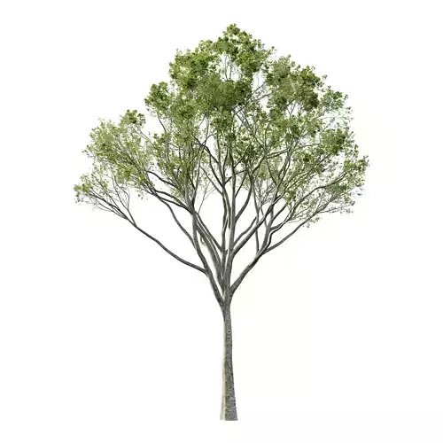 Acer Pseudoplatanus spring trees 03