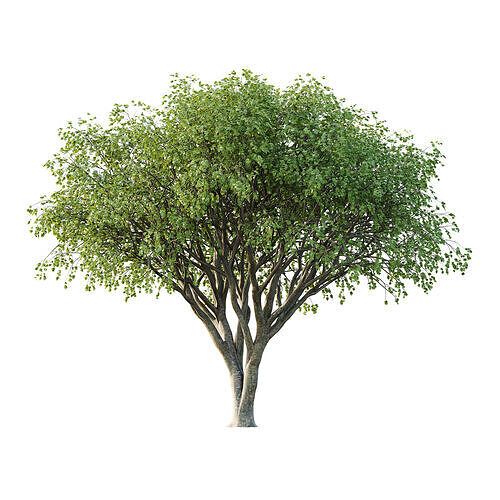 Acer Pseudoplatanus spring trees 04 3D model