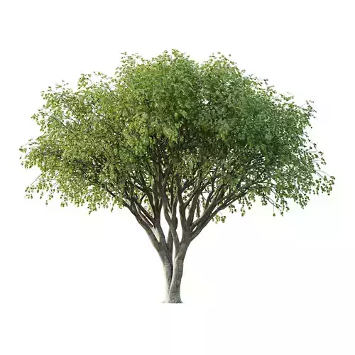 Acer Pseudoplatanus spring trees 04 3D model Acer Pseudoplatanus spring trees 04 3D model