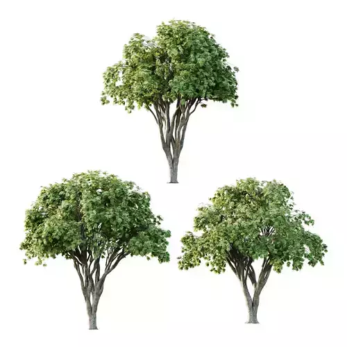 Acer Pseudoplatanus spring trees 05 3D model