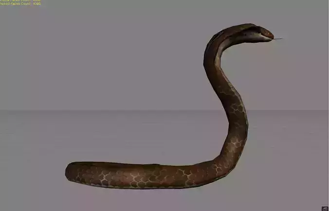King Cobra Animal 