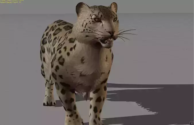 Leopard Animal 