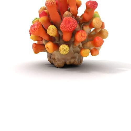 Vibrant Coral Reef Model Pack Low-poly 3D model