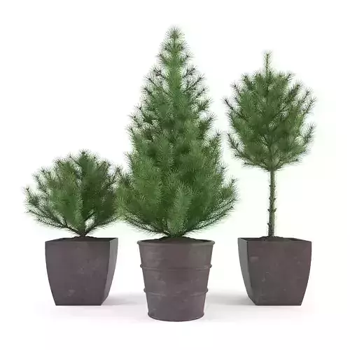 Pine - Set 1 tree in pot