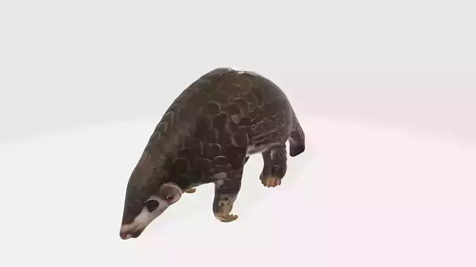Realistic Cute Pangolin Model High Poly