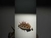 Spiky Fish Model Pack  Cartoon Style D Model Collection Low-poly 3D model_2