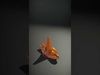 Cartoon Starfish Character Model Pack Low-poly 3D model_2