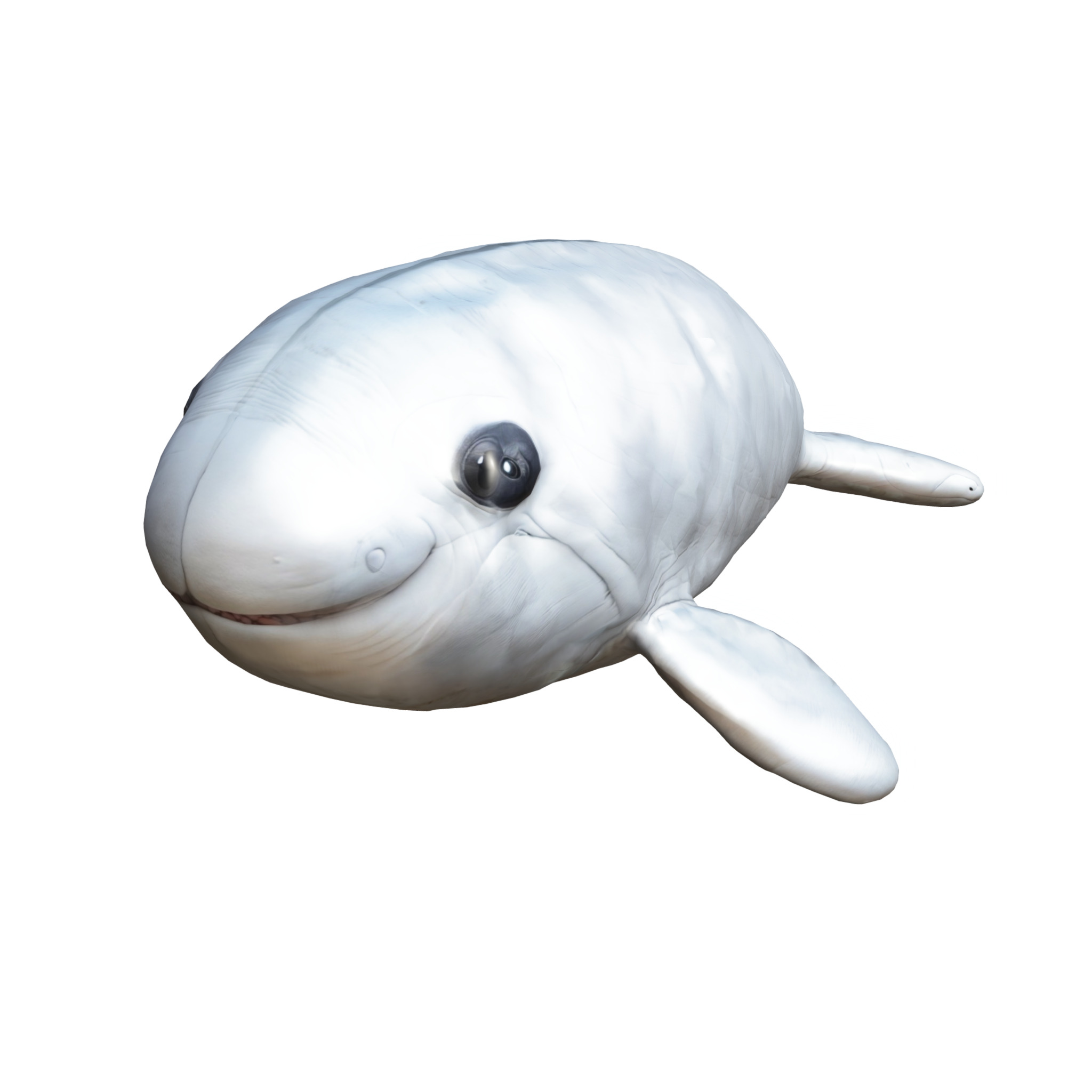 Cartoon Beluga Whale Low-poly 3D model_3