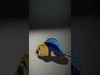 Animated Tropical Fish Model Pack with Vibrant Colors Low-poly 3D model_2