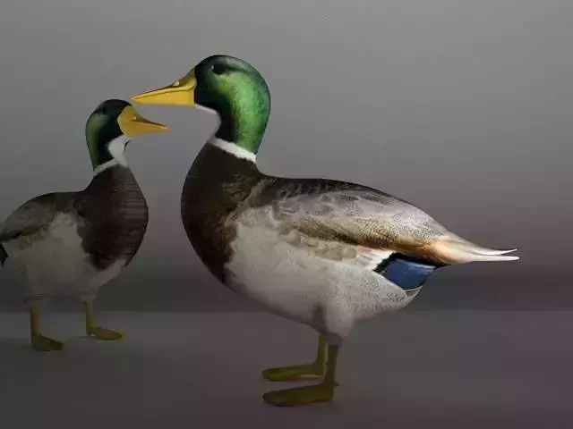 The Duck