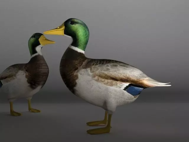 The Duck Low-poly 3D model