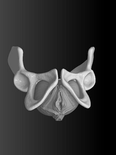 female pelvis 3D print model