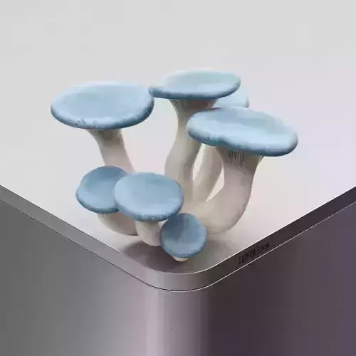 Mushroom Pleurotus pulmonarius