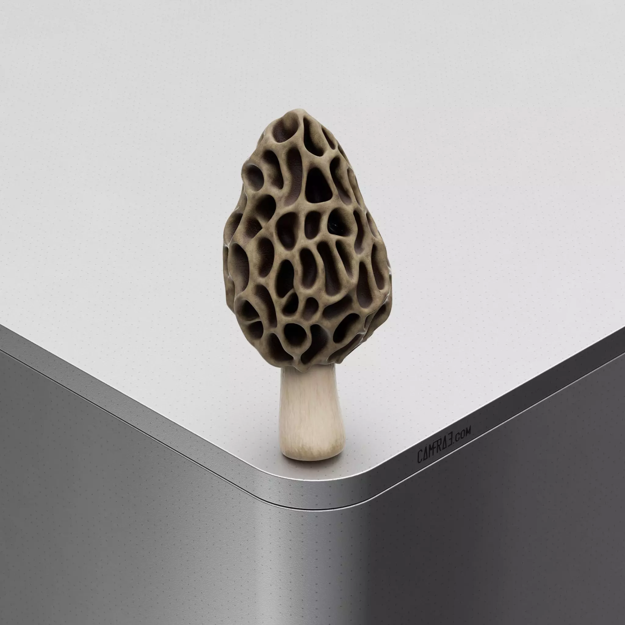 Mushroom Morchella Esculenta Low-poly 3D model