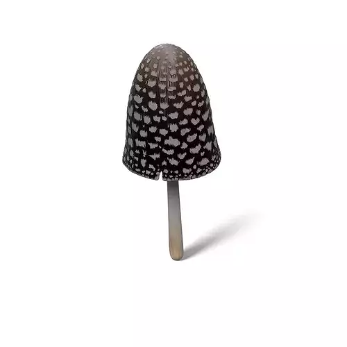 Mushroom Coprinopsis Picacea Low-poly 3D model