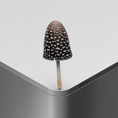 Mushroom Coprinopsis picacea Low-poly 3D model
