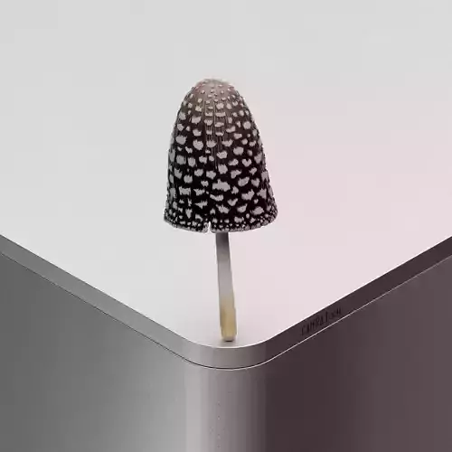 Mushroom Coprinopsis picacea